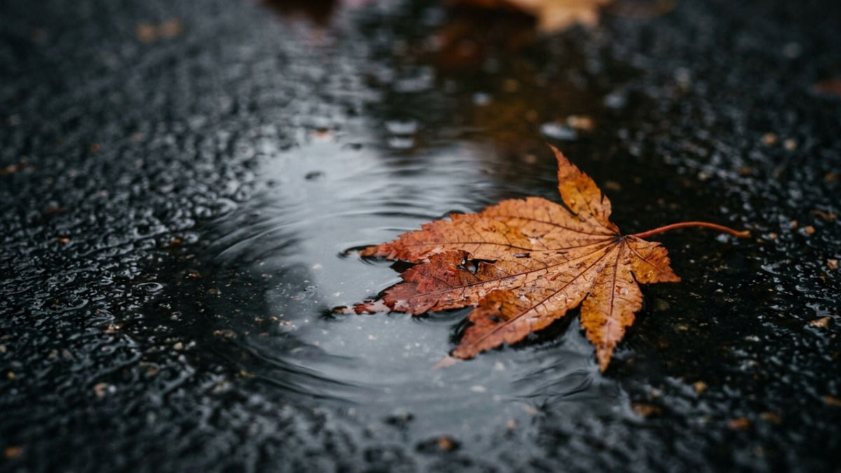 Top Fall Perfumes for a Cozy Autumn Scent