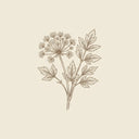 Angelica