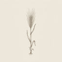Barley