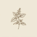 basil