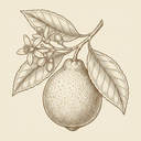 Bergamot