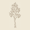 Birch