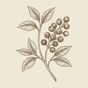 Black Pepper