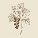 Blackcurrant