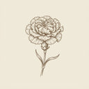 Carnation
