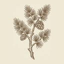 Cedarwood