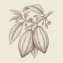 Cocoa