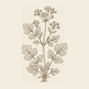 Coriander