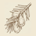 Fir Resin
