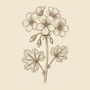 Geranium