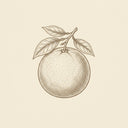 Grapefruit