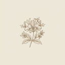 Honeysuckle