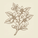 Neroli