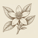 Orange Blossom