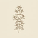 Oregano