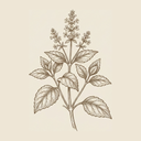 Patchouli