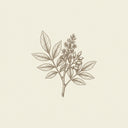 Peru Balsam