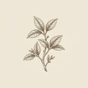 petitgrain
