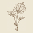 Rhubarb