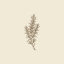 Rosemary
