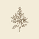 Sage