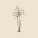 Sugar Cane