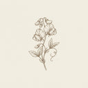 sweet pea