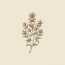 Thyme