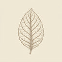 Tobacco Leaf