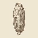 Tonka Bean