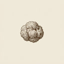 Truffle