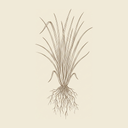 Vetiver